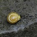A snail in the garden by roachling