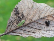 8th Oct 2020 - Hoverfly larva
