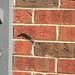 Lizard on Bricks  by sfeldphotos