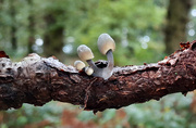 8th Oct 2020 - Tiny mushrooms