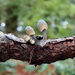 Tiny mushrooms by janturnbull