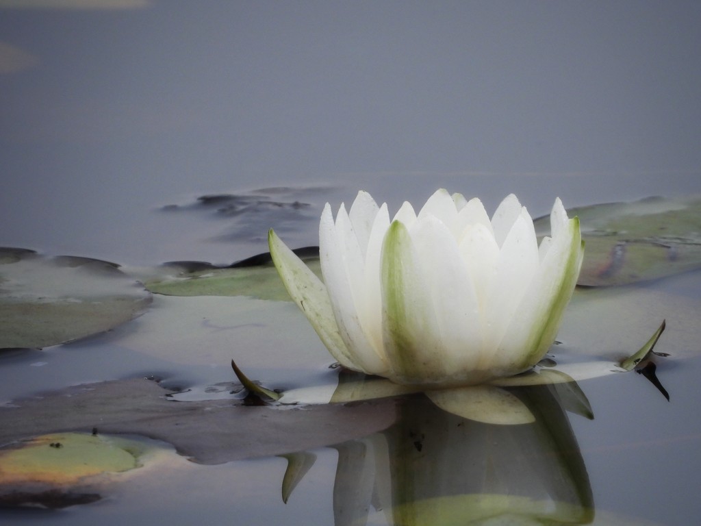 water lily by amyk