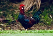 8th Oct 2020 - Colourful Rooster