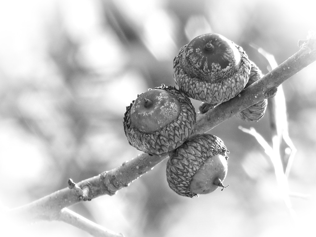 Pin Oak Acorns... by marlboromaam