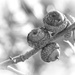 Pin Oak Acorns... by marlboromaam