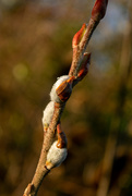 8th Oct 2020 - Simple Branch