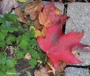 8th Oct 2020 - Canada's Maple Leaf