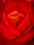 2nd Oct 2020 - A Rose