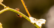 8th Oct 2020 - Ants and Aphids!