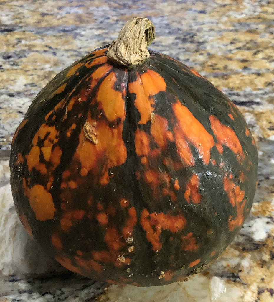 Crazy pumpkin by homeschoolmom
