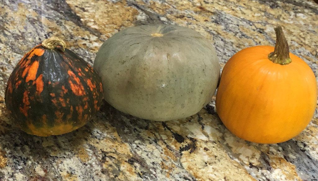 Three pumpkins by homeschoolmom