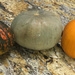 Three pumpkins by homeschoolmom