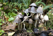 8th Oct 2020 - ~Mushrooms~