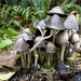 ~Mushrooms~ by crowfan