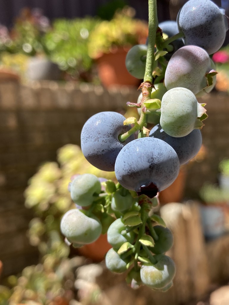 Blueberries by narayani