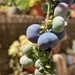Blueberries by narayani