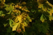 5th Oct 2020 - Evening sunbeams in maple leaves.