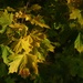 Evening sunbeams in maple leaves. by nyngamynga