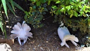10th Oct 2020 -  Fantail Pigeons ~ 