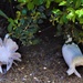  Fantail Pigeons ~  by happysnaps