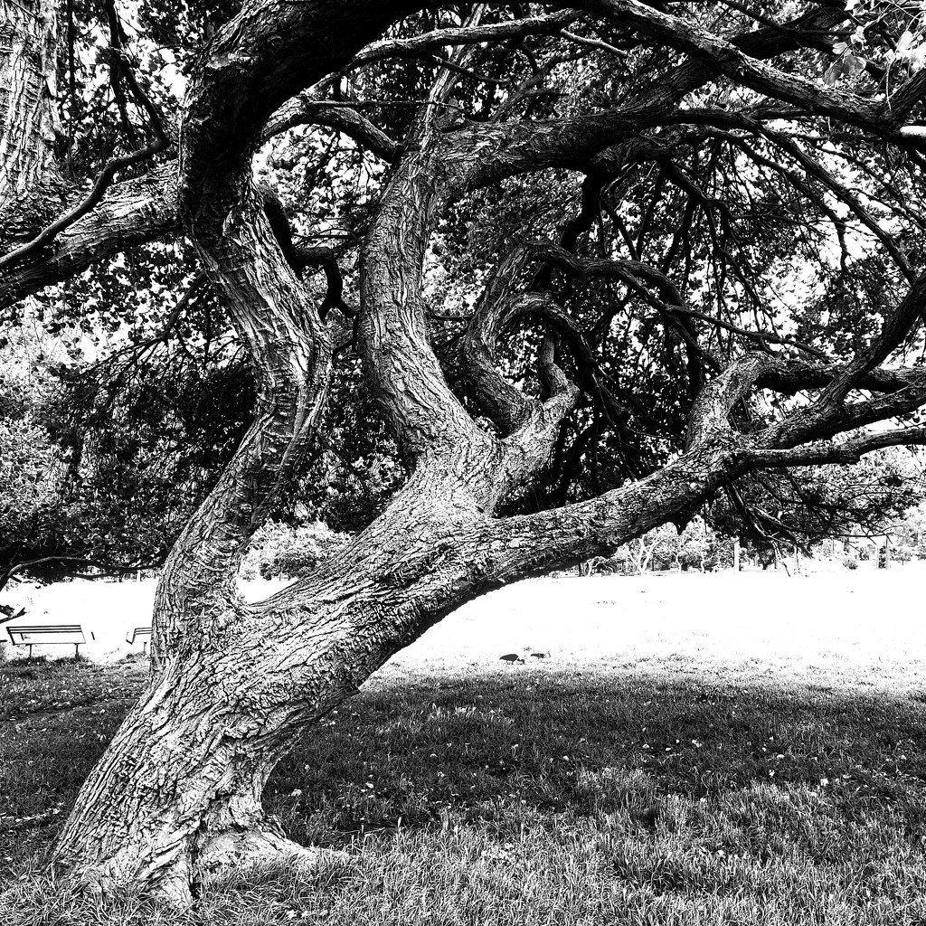 Trees of Keurboom #1 by eleanor
