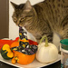 Two checks out the pumpkins by joansmor