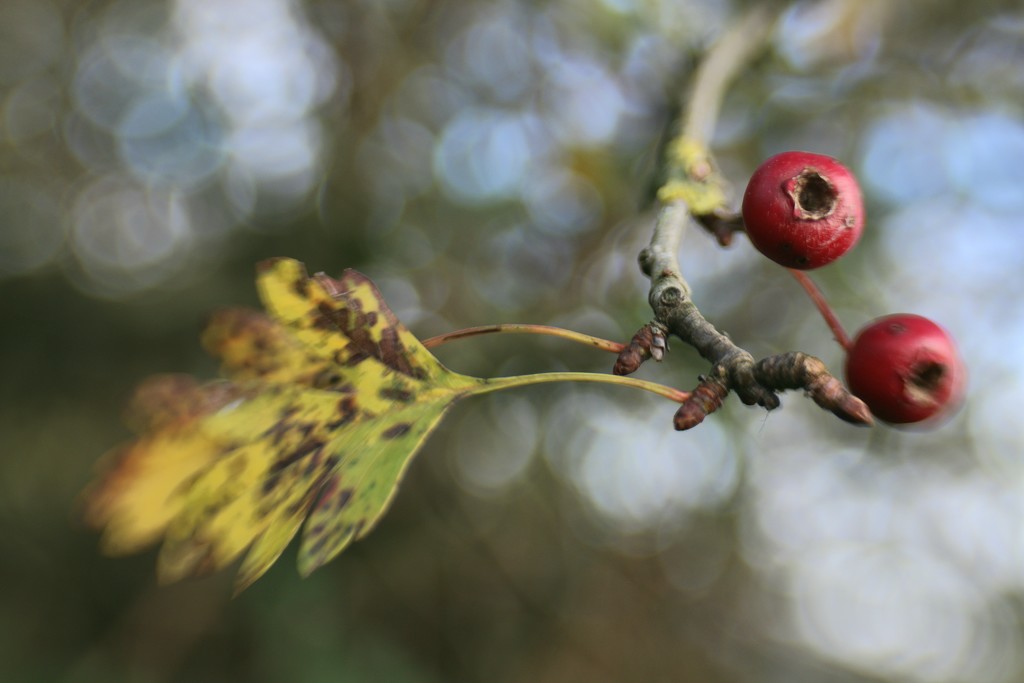 Two Berries,  Two Leaves  by motherjane