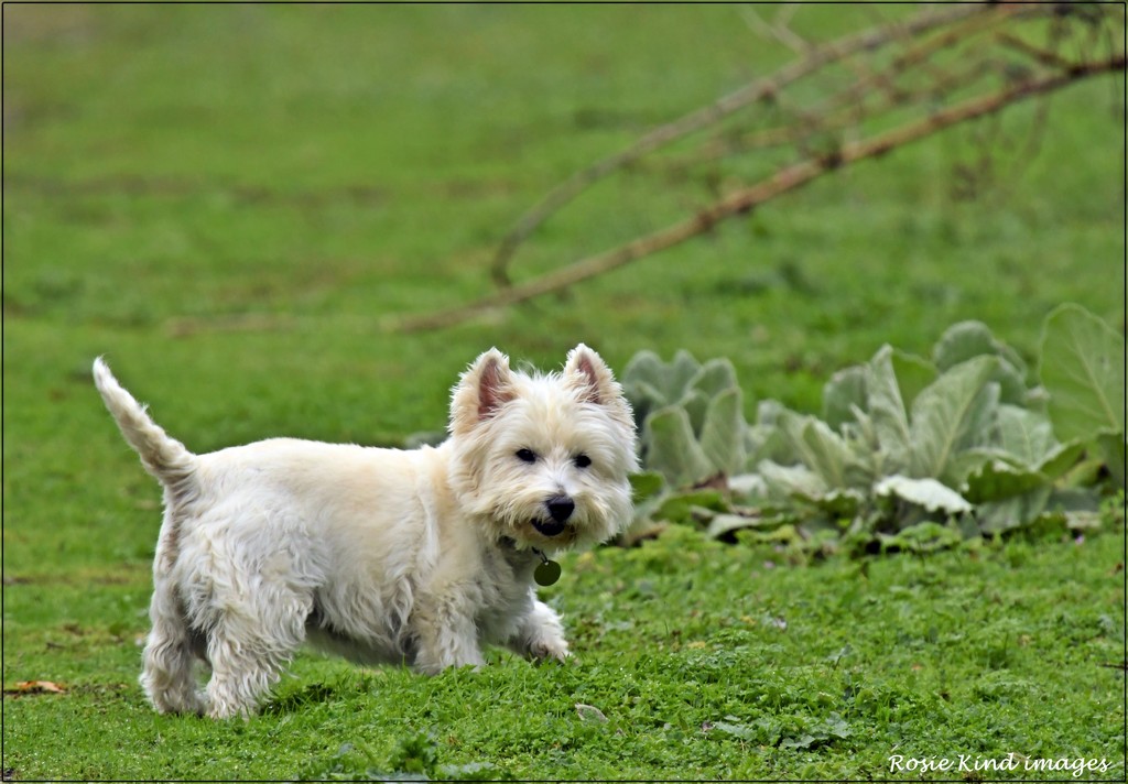 Fluffy little dog by rosiekind