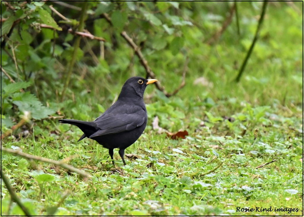 Just a little blackbird by rosiekind