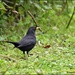 Just a little blackbird by rosiekind