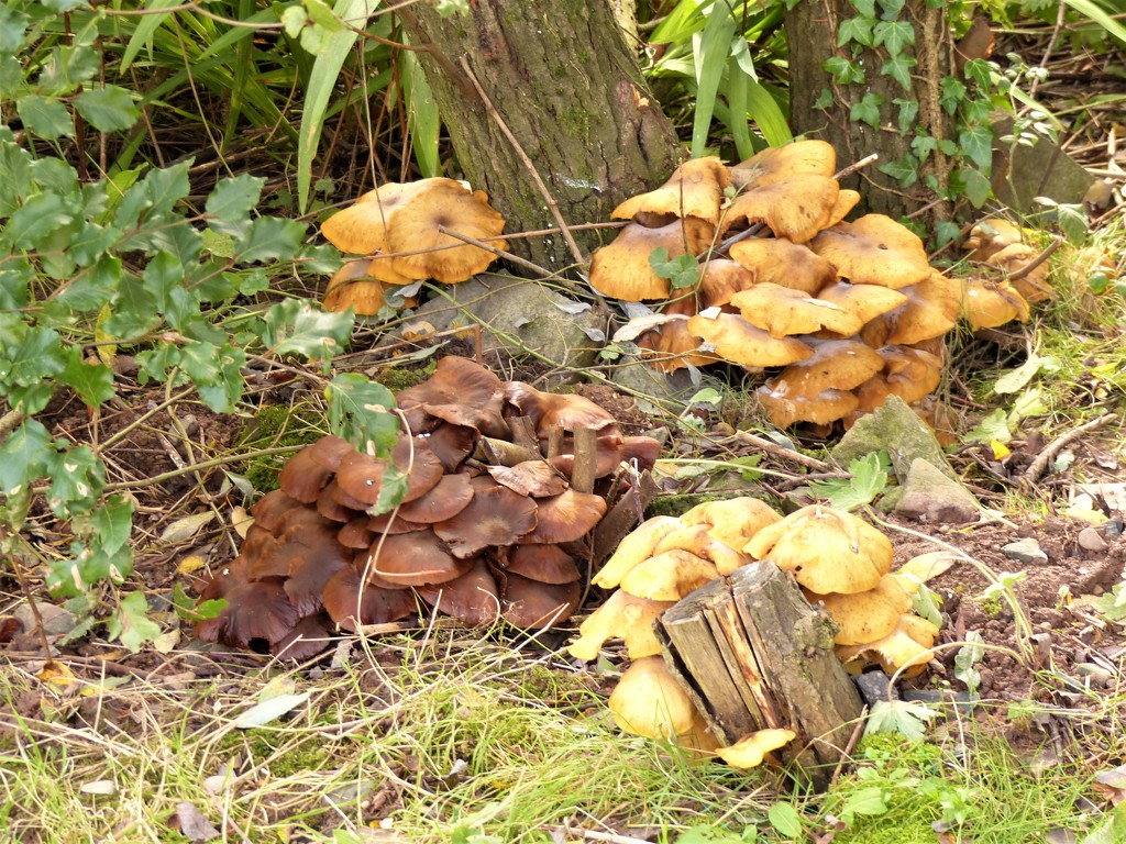  Fungus  by susiemc