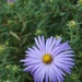 The aster is finally starting to bloom by tunia