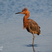 Reddish Egret in the early morning light by photographycrazy