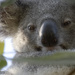 Butters by koalagardens