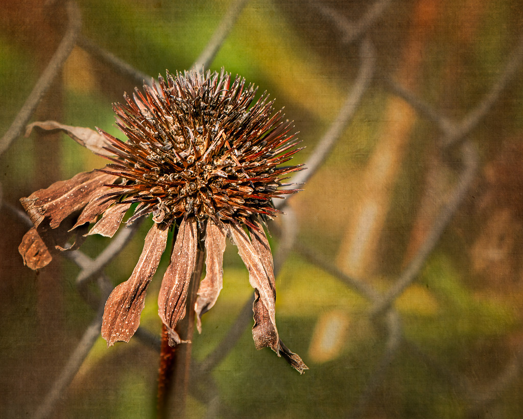 cone flower dried up by jernst1779