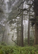 9th Oct 2020 - Foggy trees