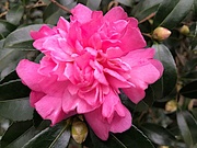 9th Oct 2020 - The first Sasanqua camellias of the season