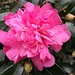 The first Sasanqua camellias of the season by congaree