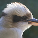 Kookaburra Close up by terryliv
