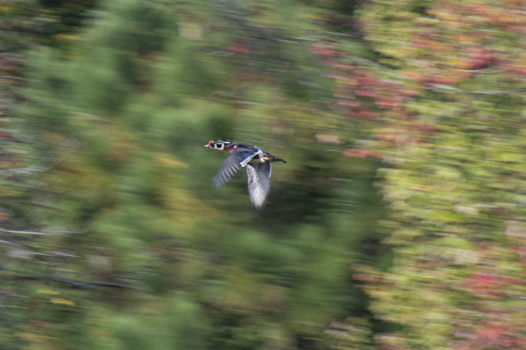 Wood Duck Action Shot by timerskine