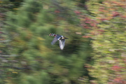 9th Oct 2020 - Wood Duck Action Shot