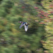 Wood Duck Action Shot by timerskine