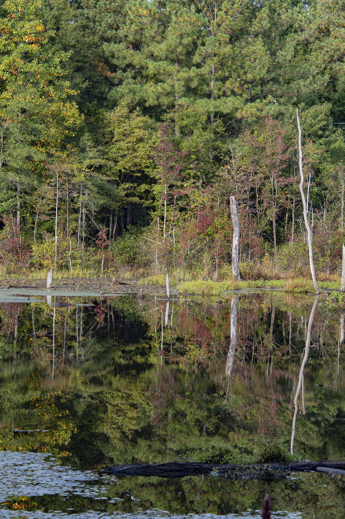 Beaver Pond Reflections by timerskine
