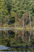 9th Oct 2020 - Beaver Pond Reflections