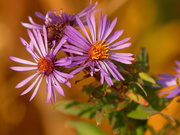 9th Oct 2020 - New England Asters
