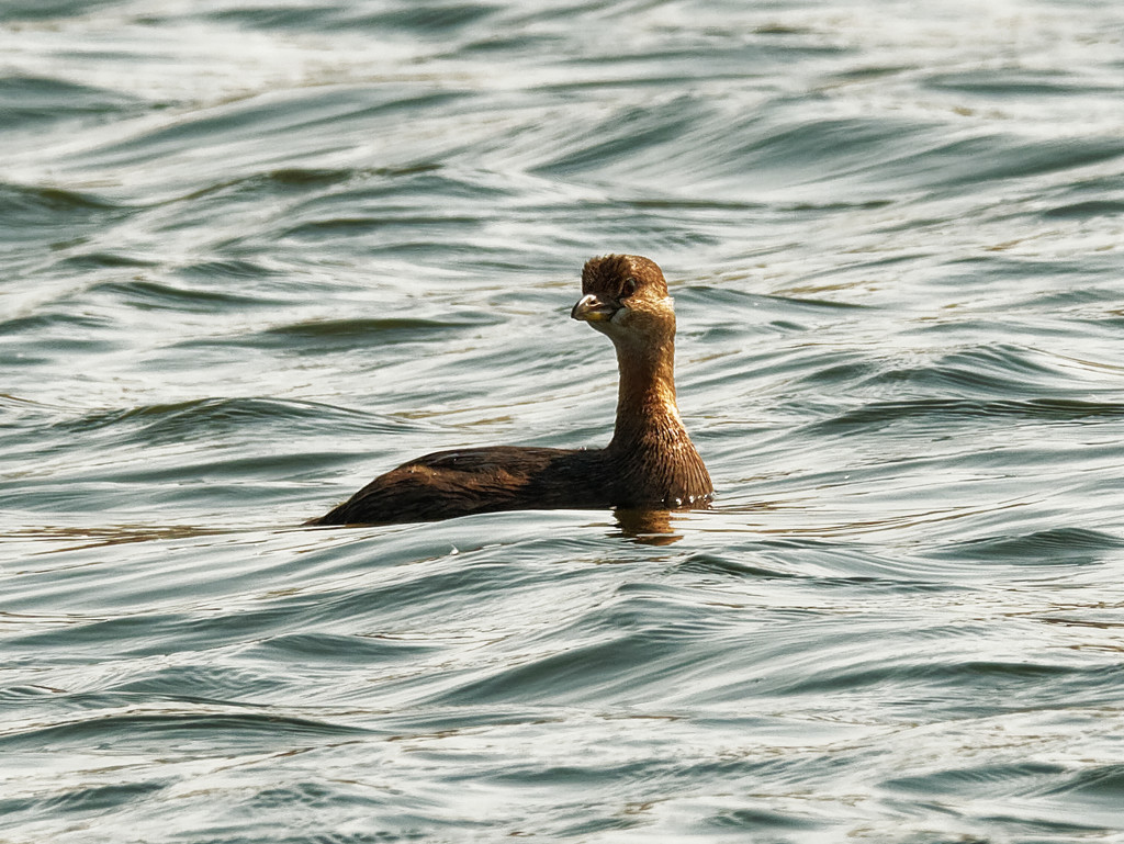 pied-billed grebe by rminer