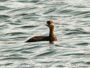 9th Oct 2020 - pied-billed grebe