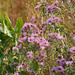 Fall wild flowers by larrysphotos