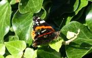10th Oct 2020 - Butterfly