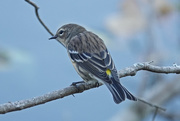 9th Oct 2020 - Yellow-rumped Warbler